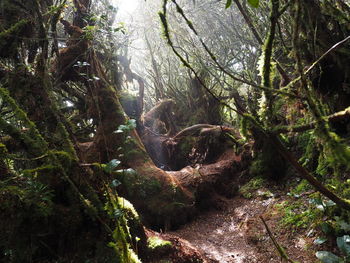 Trees in forest