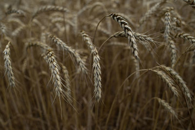 Close-up of wheat field