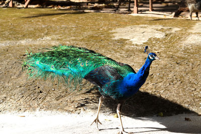 View of peacock