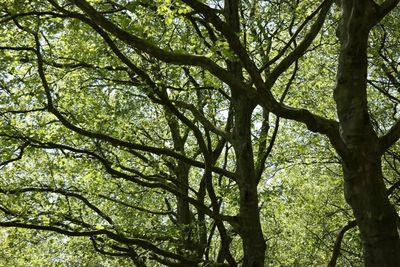 Low angle view of trees in forest