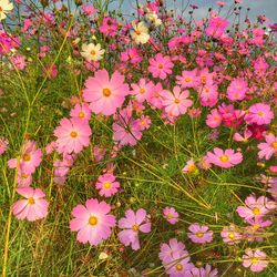 High angle view of pink flowers blooming on field