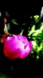 Close-up of pink rose flower