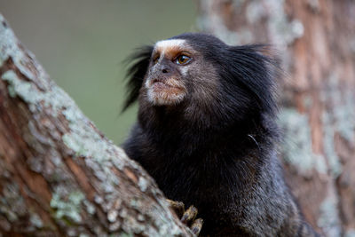 Close-up of monkey looking away