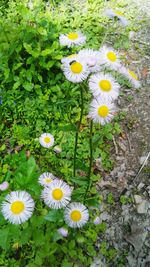 High angle view of flowers blooming in spring