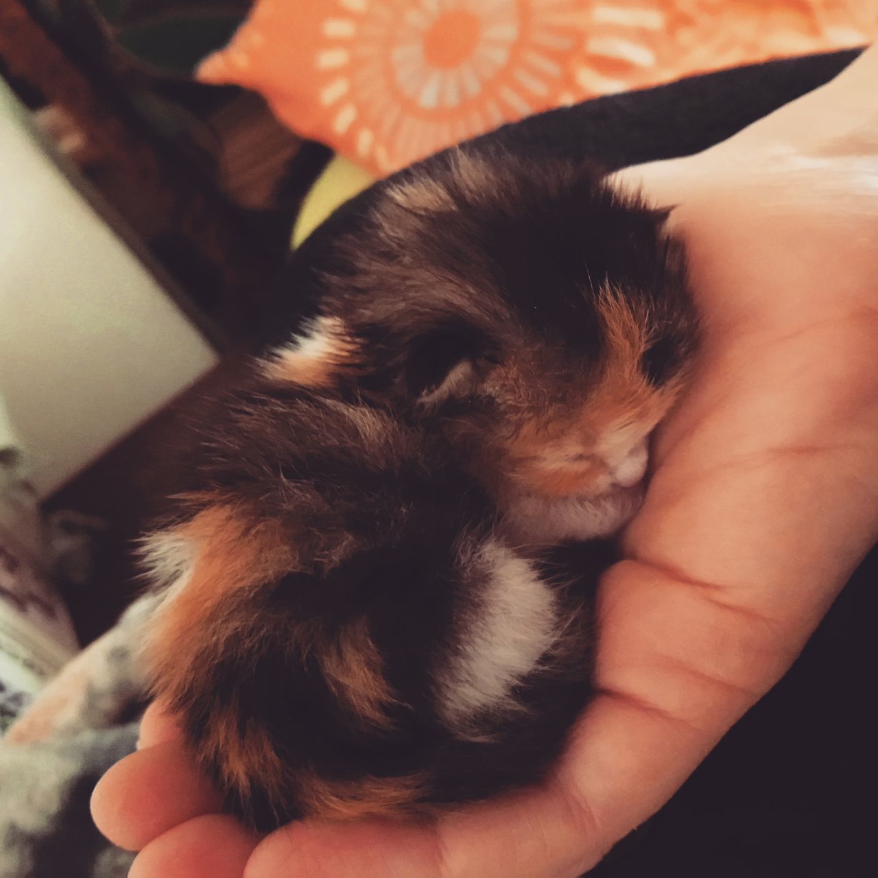 CLOSE-UP OF PERSON HAND HOLDING KITTEN