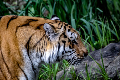 Close-up of a tiger in zoo