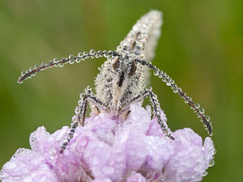 Close-up of purple flower