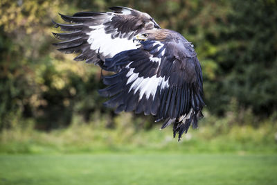 Close-up of bird flying against trees