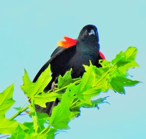 Low angle view of a bird against clear sky