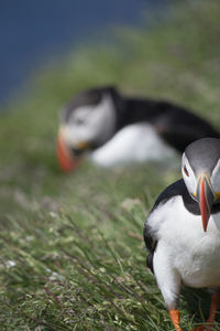 Close-up of puffins on grass