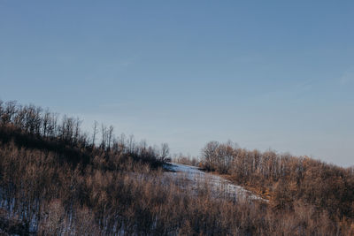 Bare trees on field against sky