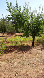 Trees growing on field against sky