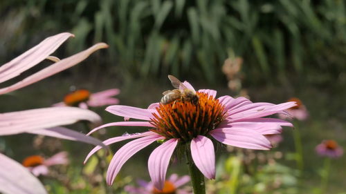 Close-up of bee pollinating on purple coneflower blooming outdoors