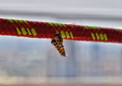 Close-up of insect on leaf against sky