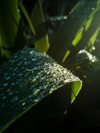 Close-up of water drops on leaf