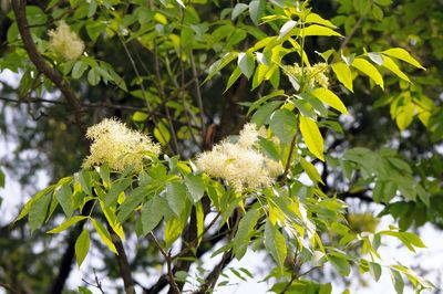 Close-up of green leaves on tree