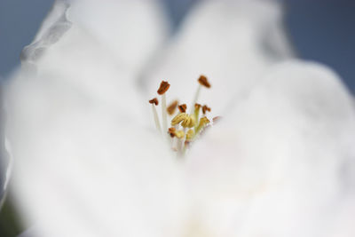 Close-up of flower