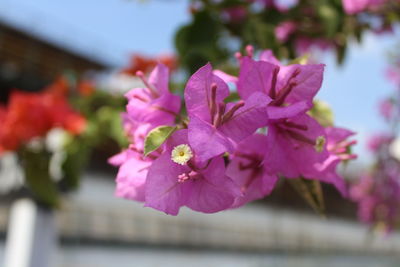 Close-up of pink bougainvillea flowers