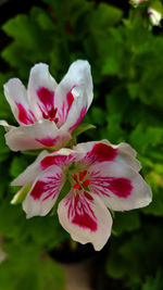 Close-up of pink flower