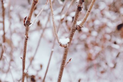 Close-up of branches against blurred background