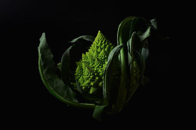 Close-up of green leaf against black background