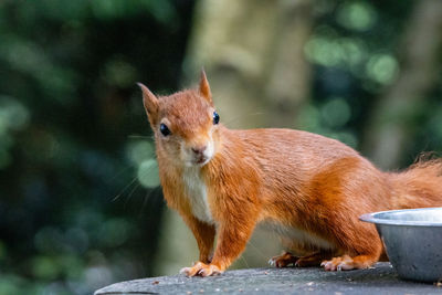 animal
