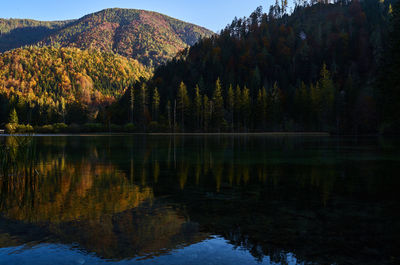 Scenic view of lake by trees in forest