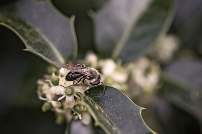 Close-up of butterfly on plant