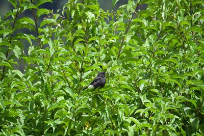 Bird perching on a tree