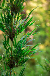 Close-up of pine tree