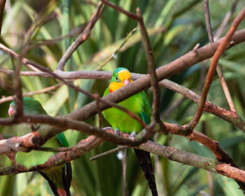 Bird perching on branch