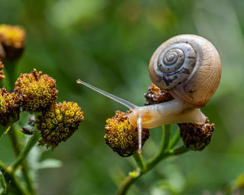 Close-up of snail on plant