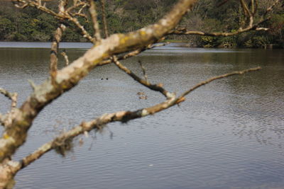 Close-up of tree by lake against sky