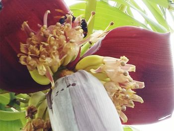 Close-up of flowers