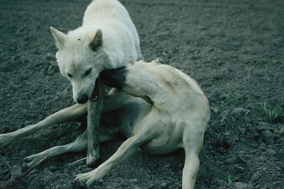 View of dog relaxing on land