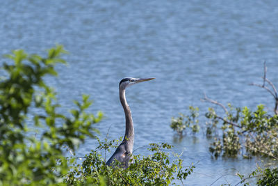 High angle view of gray heron on lake
