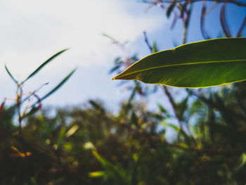 Low angle view of leaves against sky