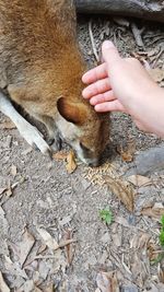 Close-up of hand holding lizard