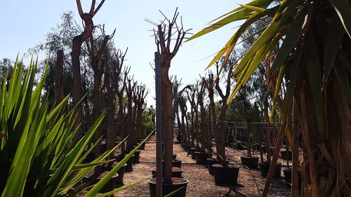 Panoramic shot of trees on field against sky