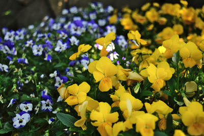 Close-up of yellow flowering plants on field