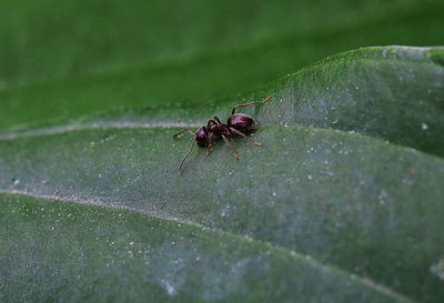 Close-up of housefly