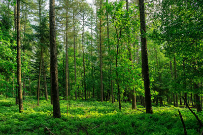 Trees in forest