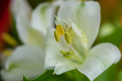 Close-up of white flowering plant