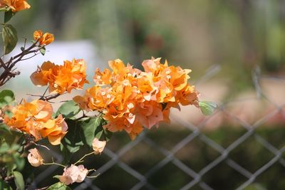 Close-up of orange flowering plant