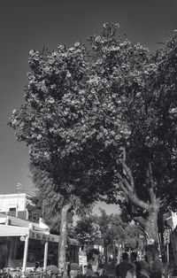 People on tree against sky