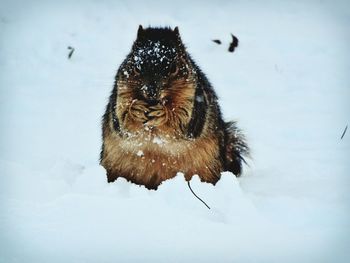 Close-up of squirrel in snow