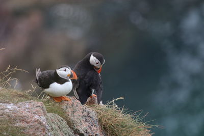 Puffin birds at bullers of buchan