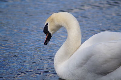 White swan in calm water