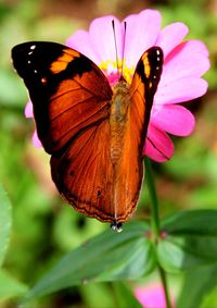 Close-up of butterfly pollinating on pink flower