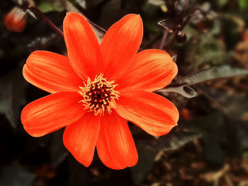 Close-up of red flower